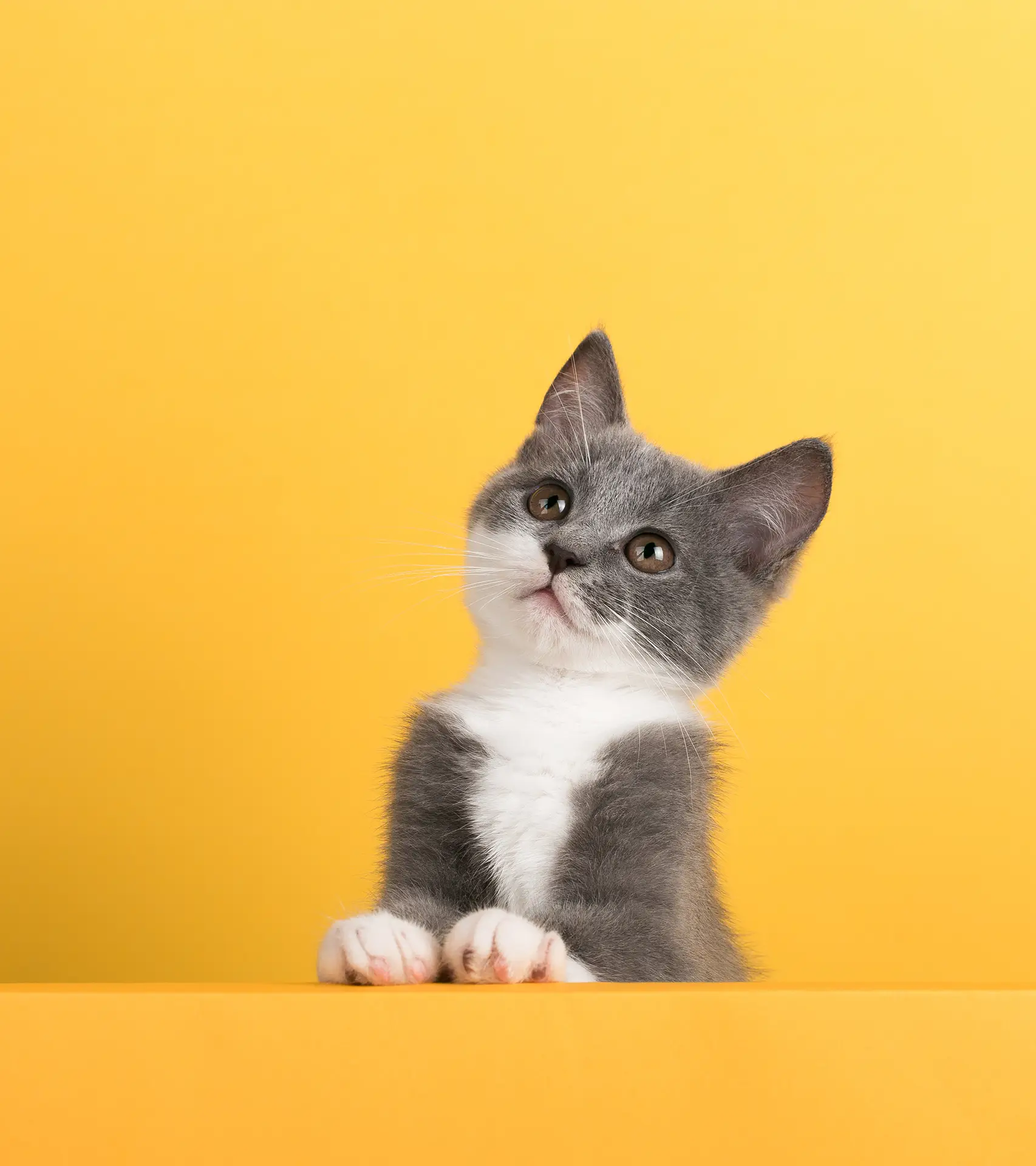 گربه ناز در زمینه زردمربوط به بخش تماس با ما وب سایت رسمی سهراب پورخلیلی